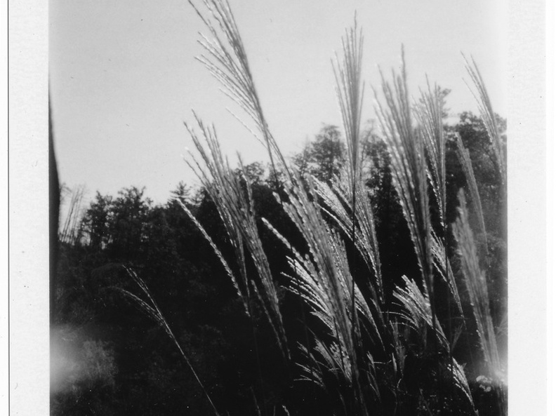 Early Autumn Grass